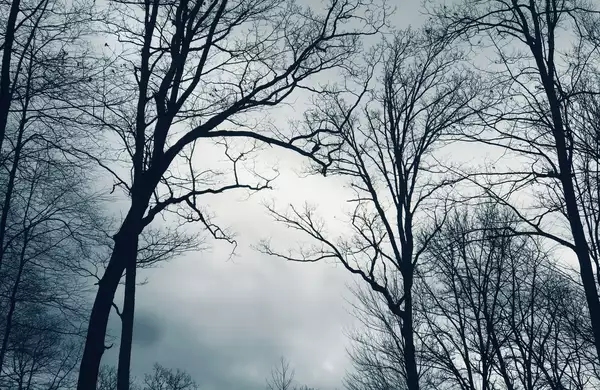 A forest in winter