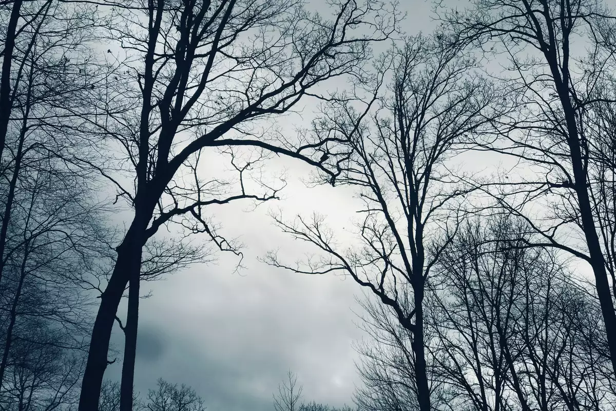 A forest in winter