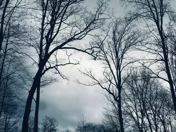 A forest in winter